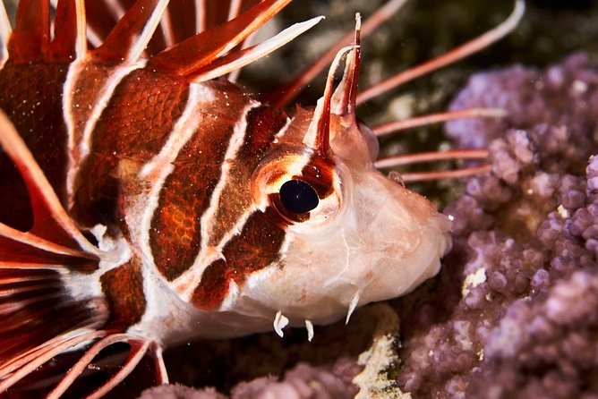 Night Snorkeling - Why the small group improves the experience