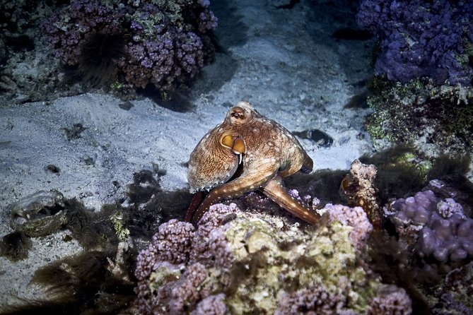Night Snorkeling - The equipment and comfort details