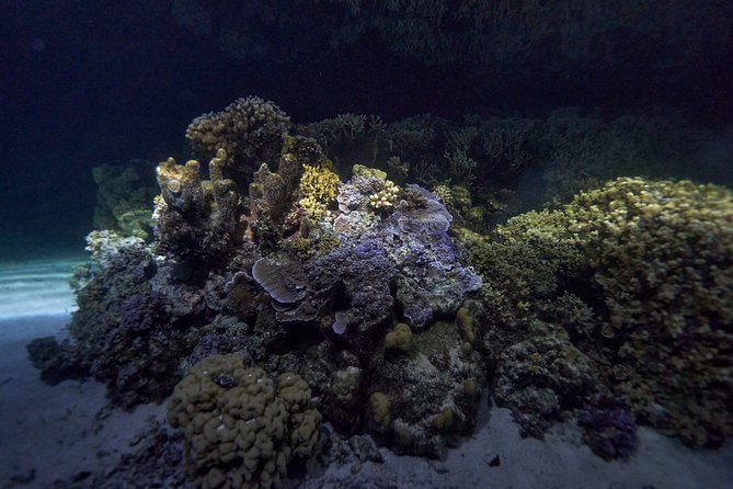 Night Snorkeling - Safety, fitness, and who should book