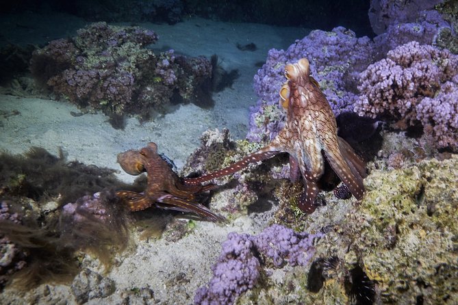 Night Snorkeling - What the $120 price includes