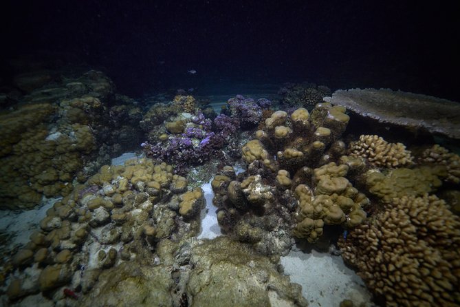 Night Snorkeling - A clear briefing before you enter the water
