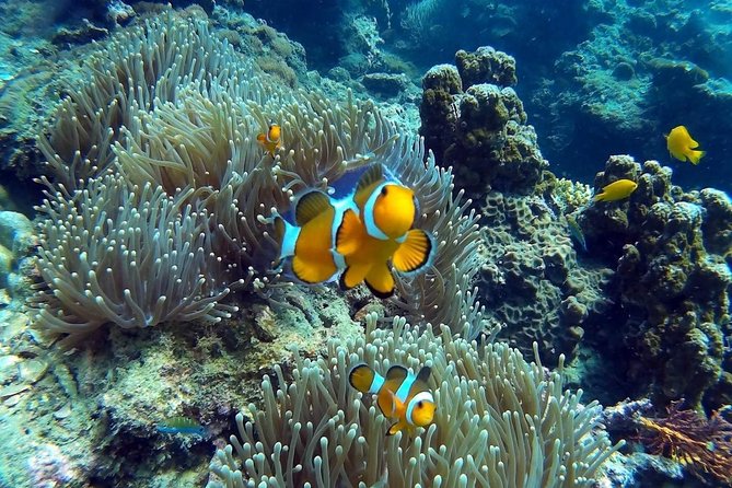 Other side of heaven Eco friendly snorkeling adventure - What the wider Tongatapu route may include