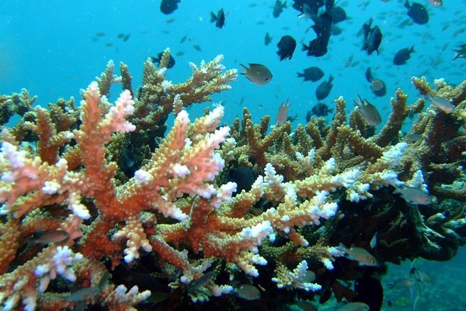 Other side of heaven Eco friendly snorkeling adventure - Is $150 a fair price?
