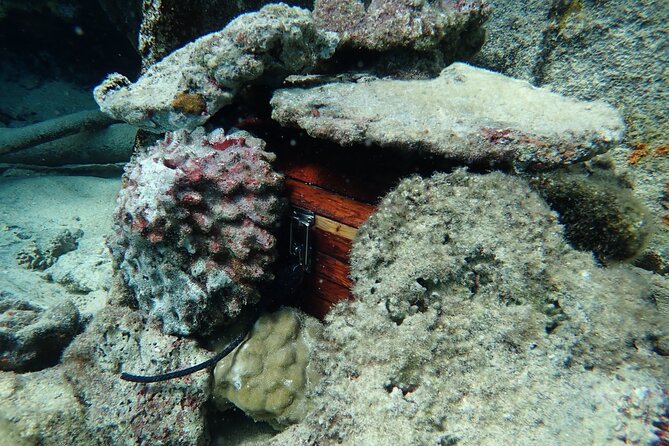 Private 4 Hours Reef Discovery Luxury Private Treasure Hunt in Bora Bora - Why this Bora Bora outing works for children