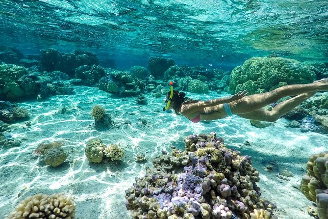 Private 4 Hours Reef Discovery Luxury Private Treasure Hunt in Bora Bora - Eagle rays and the coral garden