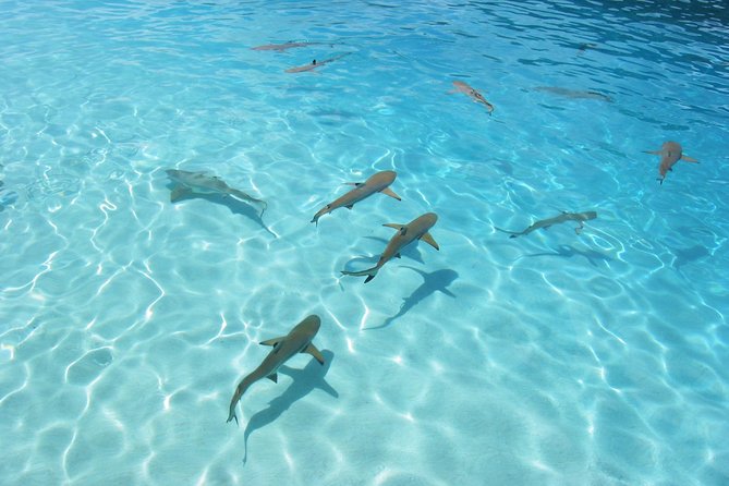 Private Boat Rental on Cap Camarat 17ft - The coral garden and changing water conditions