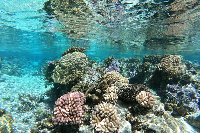 Private Boat Tour of Moorea Lagoon - Coral gardens and close-up snorkeling