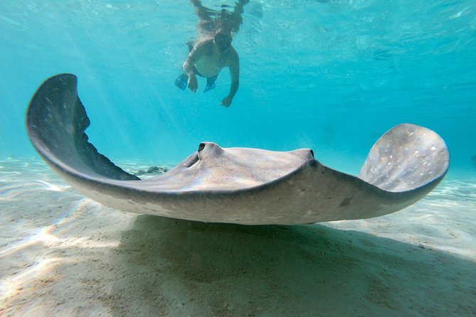 Private Boat Tour of Moorea Lagoon - Turtles, rays, sharks, and possible dolphins
