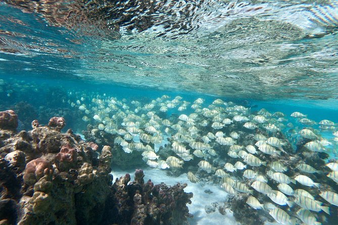 Private Boat Tour of Moorea Lagoon - What the $293.94 price means
