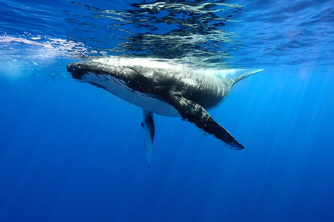 Private boat tour to swim with whales and sharks - Searching Moorea’s waters for humpback whales