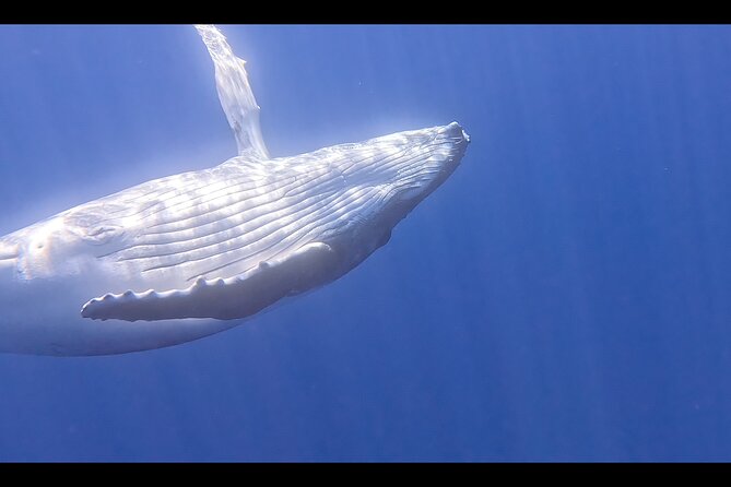 Private boat tour to swim with whales and sharks - Watching and listening before entering the water