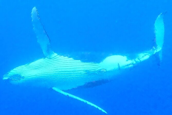 Private boat tour to swim with whales and sharks - Four hours that depend on nature