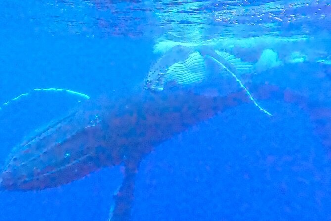 Private boat tour to swim with whales and sharks - What the private format is really worth