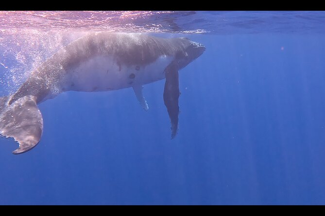 Private boat tour to swim with whales and sharks - Fitness, comfort, and practical preparation