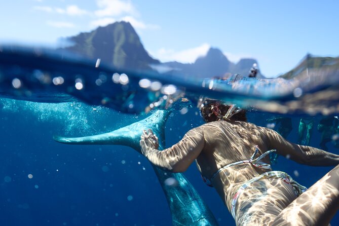 Private boat tour to swim with whales and sharks - The possible in-water encounter with a whale