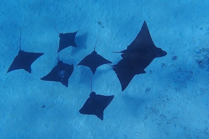 Private Bora Bora Lagoon Experience - Rays, sharks, and the changing lagoon