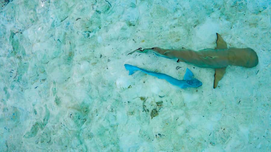 Private Bora Bora Lagoon Snorkel Cruise with BBQ Picnic - A private way to see Bora Bora’s lagoon
