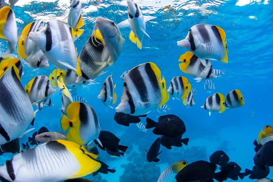 Private Bora Bora Lagoon Snorkel Cruise with BBQ Picnic - Who will enjoy this private cruise most?