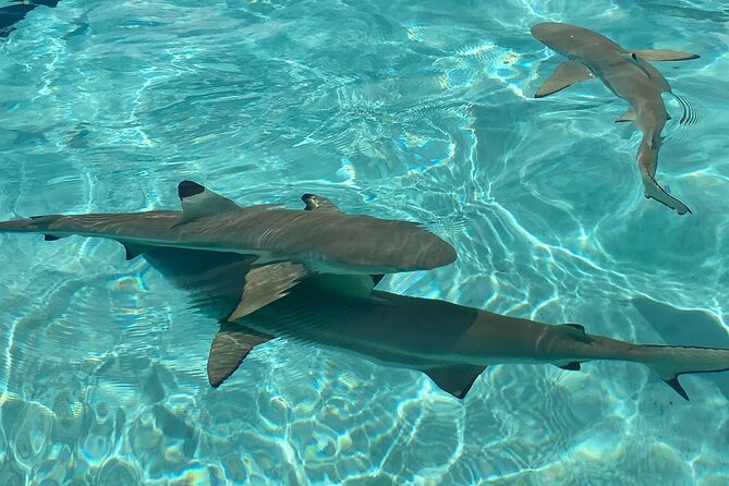 Private Day Trip Hike and Boat in Moorea - Why the private format matters