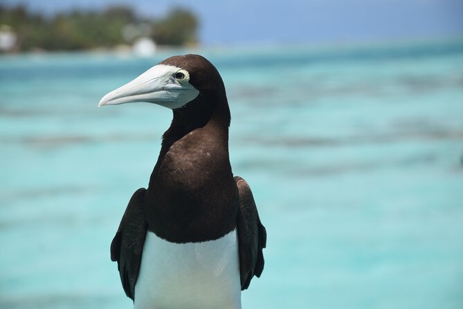 Private Day Trip Hike and Boat in Moorea - Practical details before you reserve
