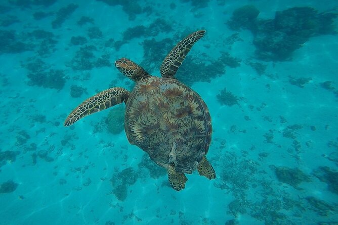 Private Discovery of the Marine Fauna of Moorea - Starting at Coco Beach Restaurant