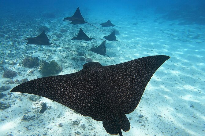 Private Discovery of the Marine Fauna of Moorea - Guides, crew, and the feel of the outing
