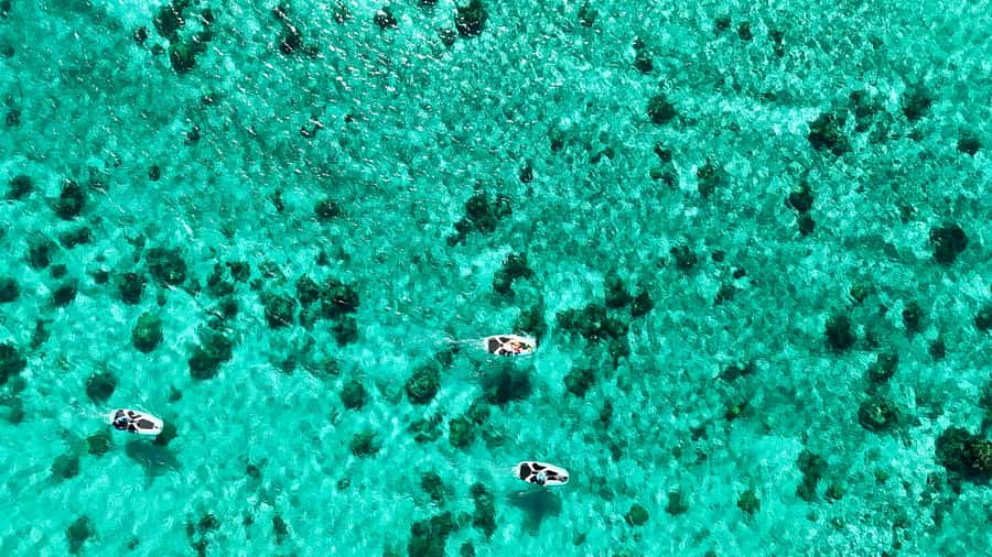 Private E-Board Tour of Moorea Lagoon - Finding fish and coral at the garden
