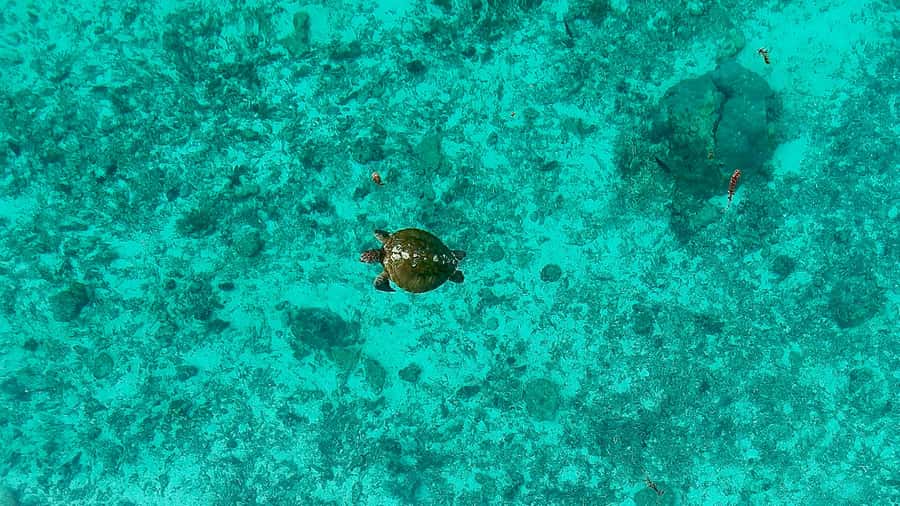 Private E-Board Tour of Moorea Lagoon - Who should book this tour