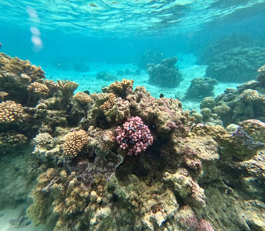 Private E-Board Tour of Moorea Lagoon - Practical preparation for a smoother outing
