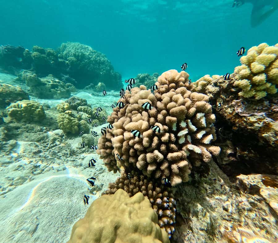 Private E-Board Tour of Moorea Lagoon - Should you book the Moorea Lagoon E Board tour?