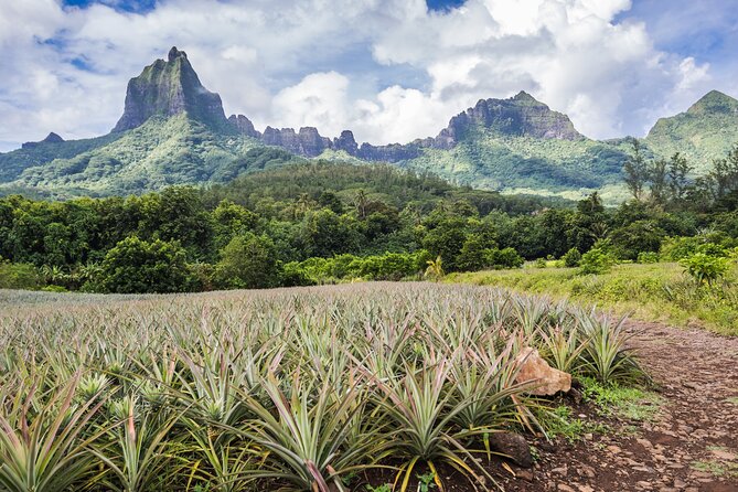 Private excursion to Moorea, photo tour & immersive discovery - Opunohu Bay from the road and shore