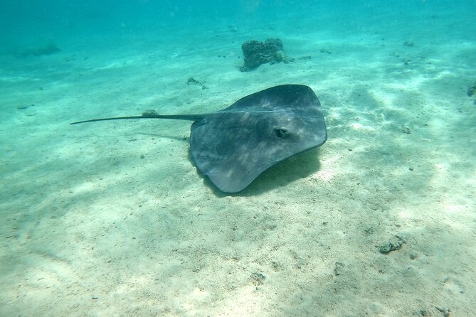 Private Excursion with E-Board in Moorea with snorkeling - Starting from Manava Beach Resort in Maharepa