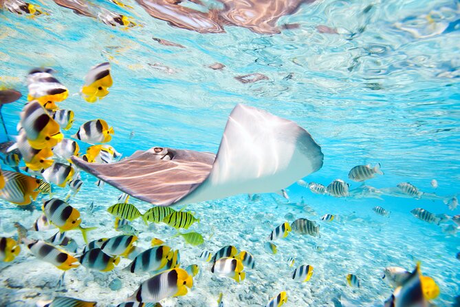 Private Full-Day Lagoon Adventure in Bora Bora with BBQ Lunch - Who should choose this lagoon adventure?