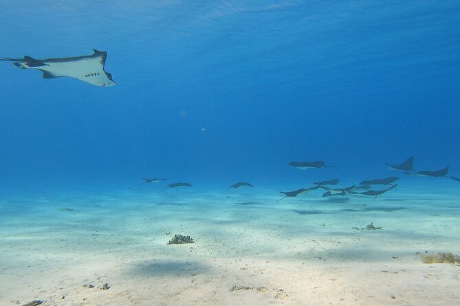 Private Full Day Lagoon Safari and Lunch on a Motu in Bora Bora - Starting at Matira and heading onto the lagoon