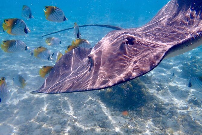 Private Full Day Lagoon Safari and Lunch on a Motu in Bora Bora - The island circuit and the value of a private boat