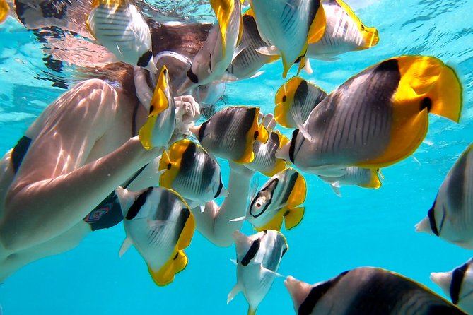 PRIVATE Full Day Tour : Moorea Snorkeling & Sailing on a Catamaran named Taboo - Is $1,565.99 good value for four?