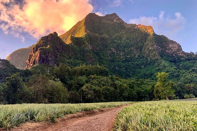 Private Half-Day Hike in the Opunohu Valley in Moorea - Pineapple fields show Moorea at work