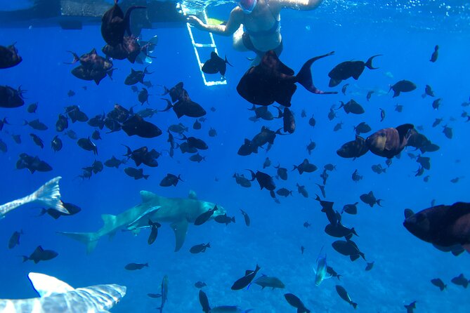 PRIVATE HALF DAY LAGOON TOUR - Bora Bora Cultural Lagoon Tour - The Guide’s Role and the Human Side of the Tour