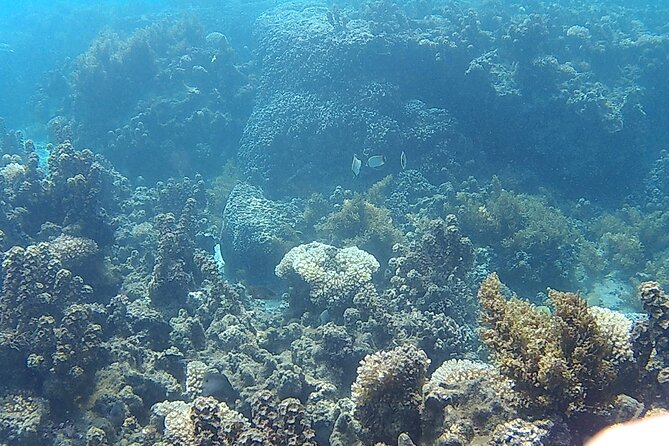 Private Half Day Sailing Excursion on the Lagoon of Tahiti - Second stop: shallow water, fruit, and punch