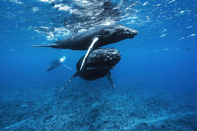 Private Half Day Whale Watching Tour - August to November: Moorea’s humpback season