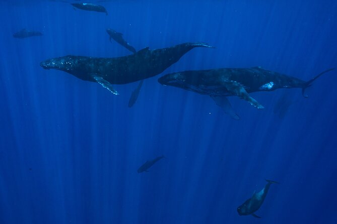 Private Half Day Whale Watching Tour - The price: expensive for two, more sensible for six
