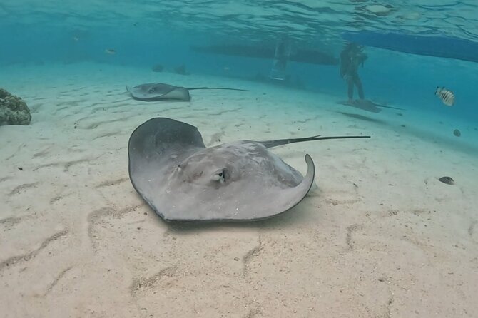 Private Lagoon Exploration and Snorkeling in Moorea - Moorea’s lagoon, explored by private boat