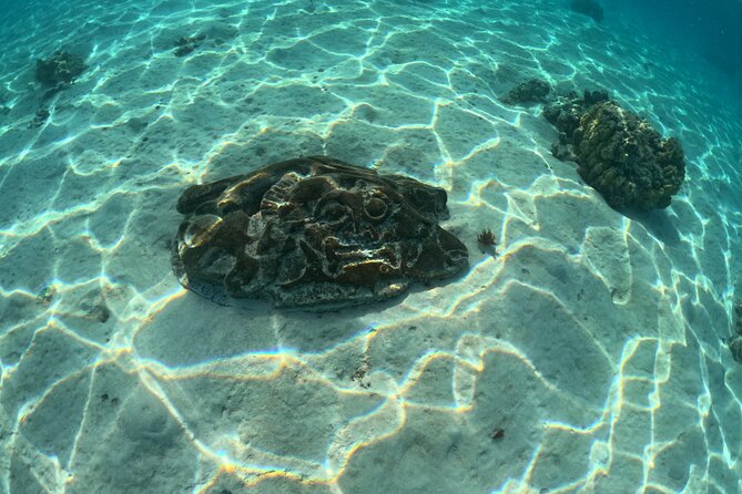Private Lagoon Exploration and Snorkeling in Moorea - Looking for spinner dolphins at the reef edge