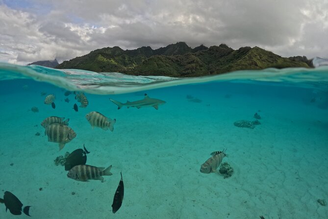 Private Lagoon Exploration and Snorkeling in Moorea - What the private format is really worth