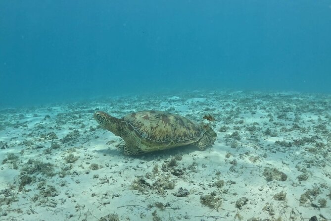 Private Lagoon Exploration and Snorkeling in Moorea - Safety, respect, and comfort in the water