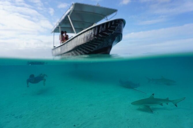 Private Lagoon Exploration and Snorkeling in Moorea - Swimming near stingrays and blacktip sharks