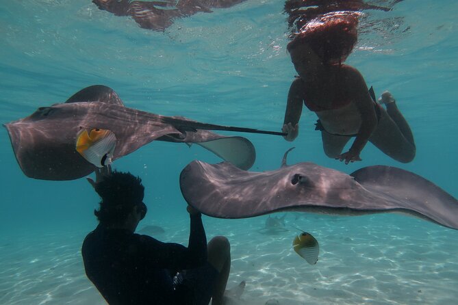 Private lagoon tour (rays, sharks, turtles) by boat in Moorea - Quick reasons to choose this Moorea boat trip