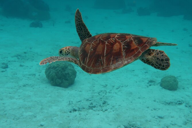 Private lagoon tour (rays, sharks, turtles) by boat in Moorea - Cook’s Bay, with mountains above the boat