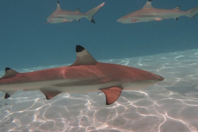 Private lagoon tour (rays, sharks, turtles) by boat in Moorea - The people who shape the day