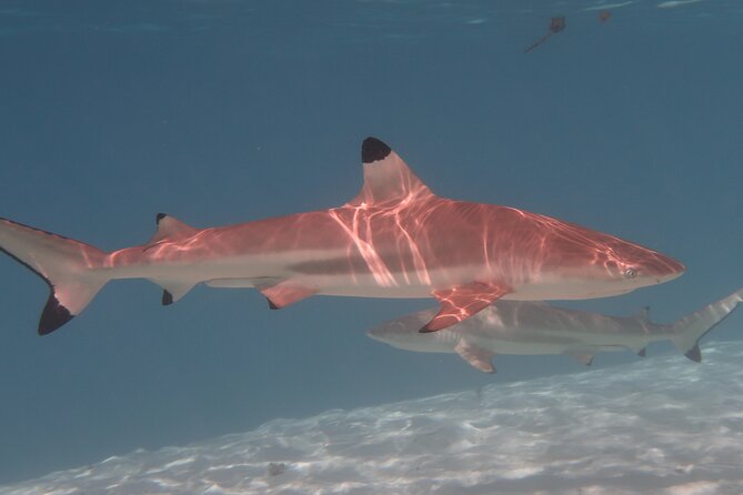 Private lagoon tour (rays, sharks, turtles) by boat in Moorea - How much value do you get for $976.97?